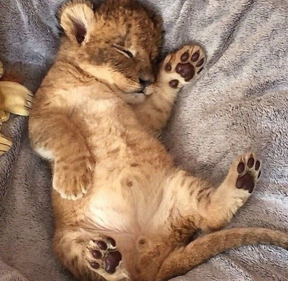 Новорожденные львята