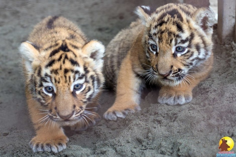 Тигрята и львята тигры львы