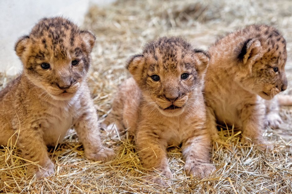 Лев львица львята Тигренок тигр