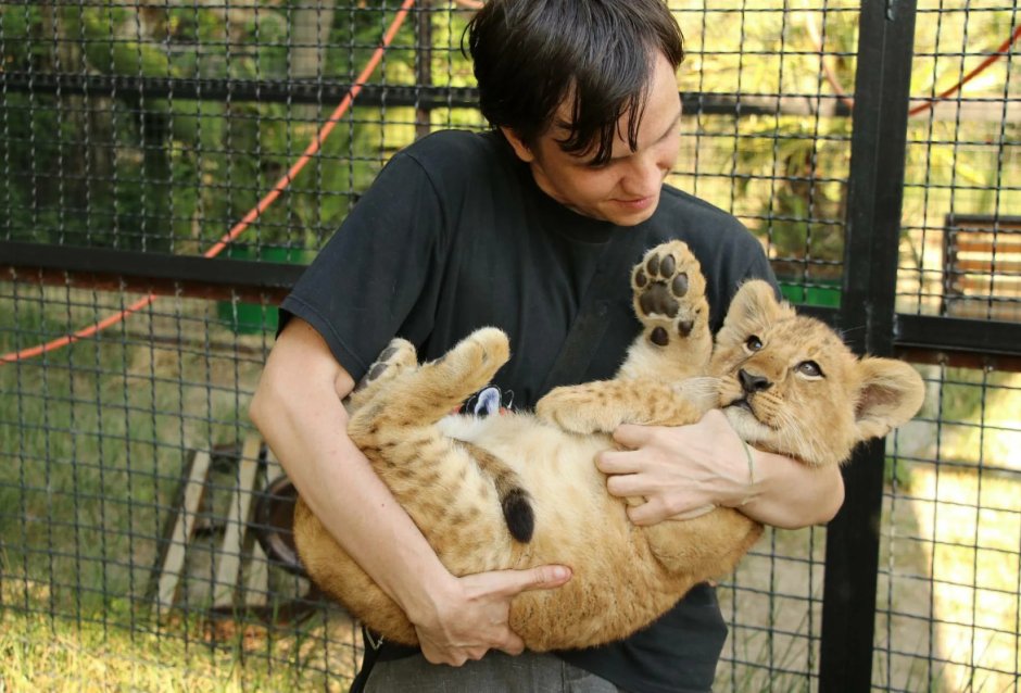 Домашний Лев маленький