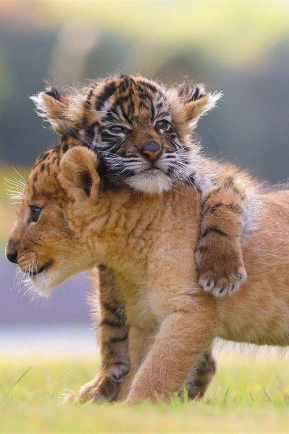 Тигрята львята леопардята