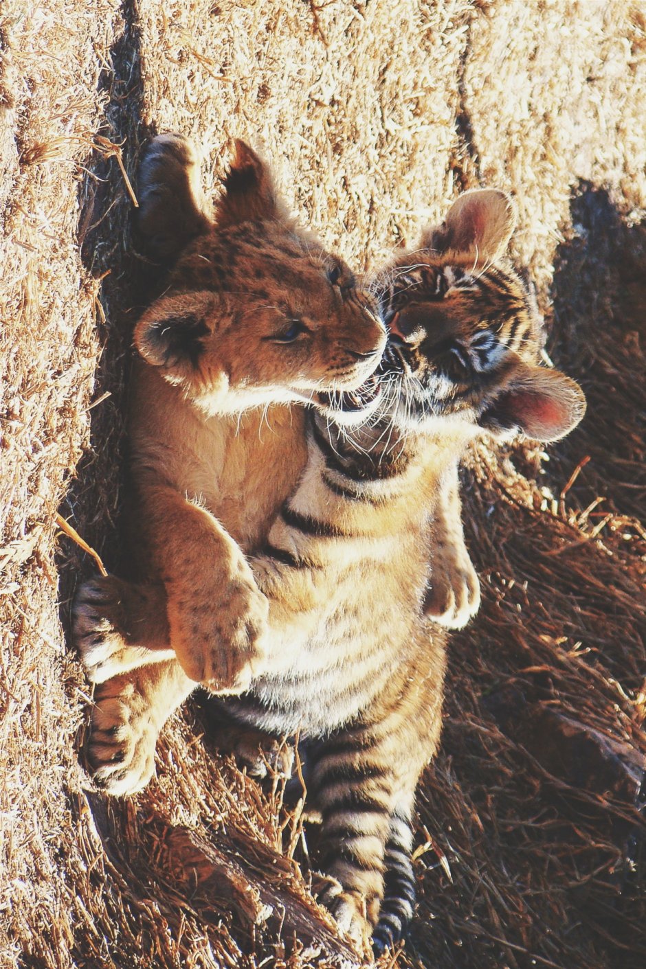Тигрята и львята тигры львы