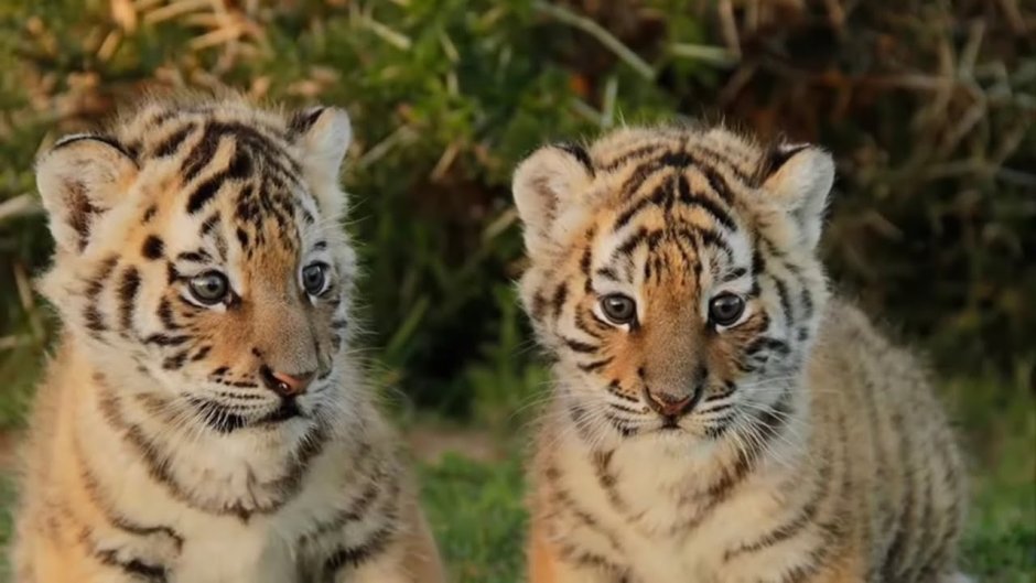Львята в барнаульском зоопарке