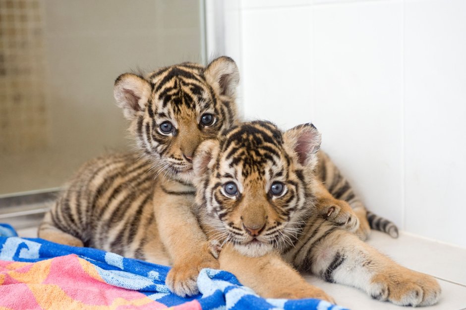 Милые львята