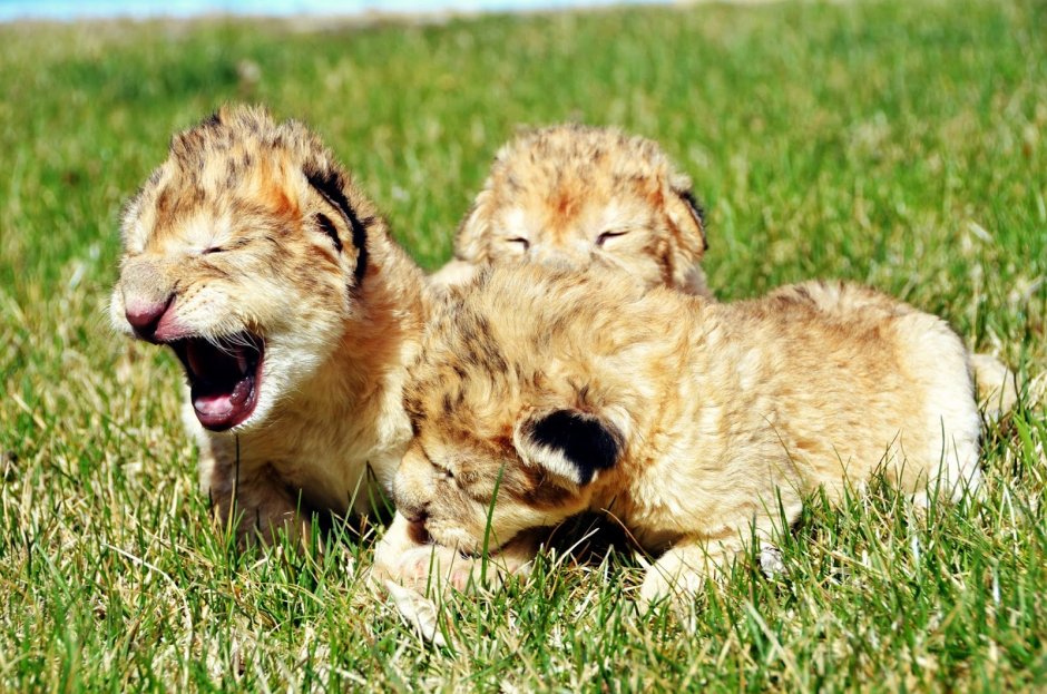 Маленькие тигрята и львята
