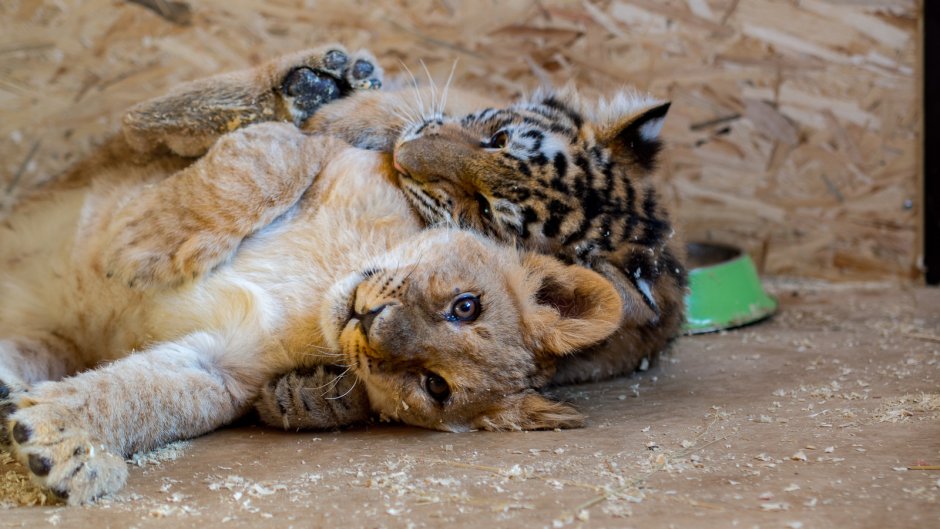 Пума животное детеныш