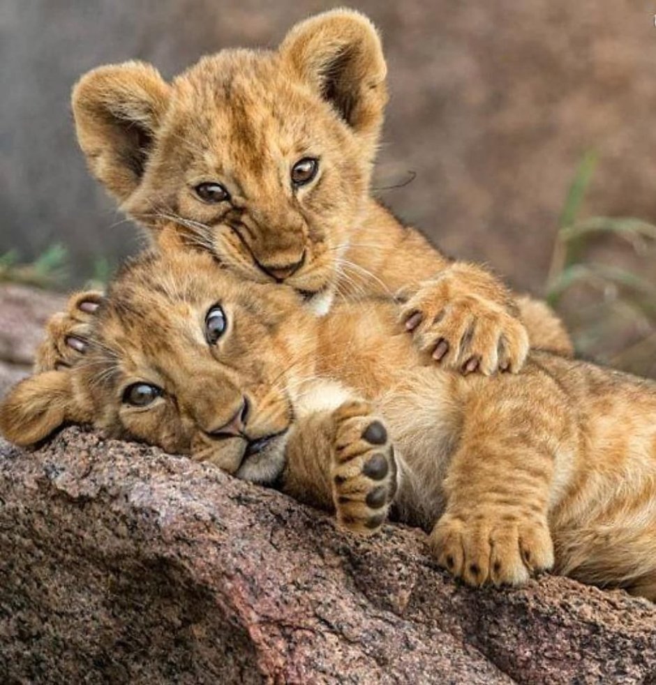 Львята и тигрята