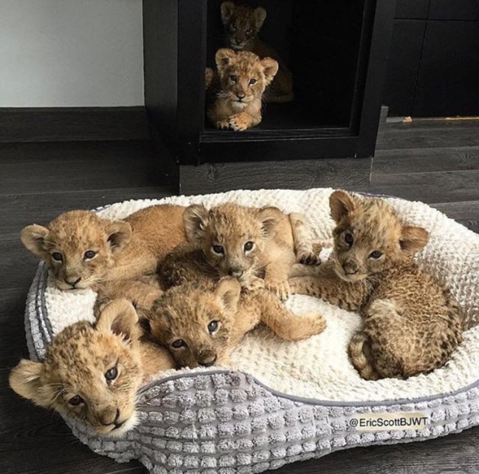 Дружба животных