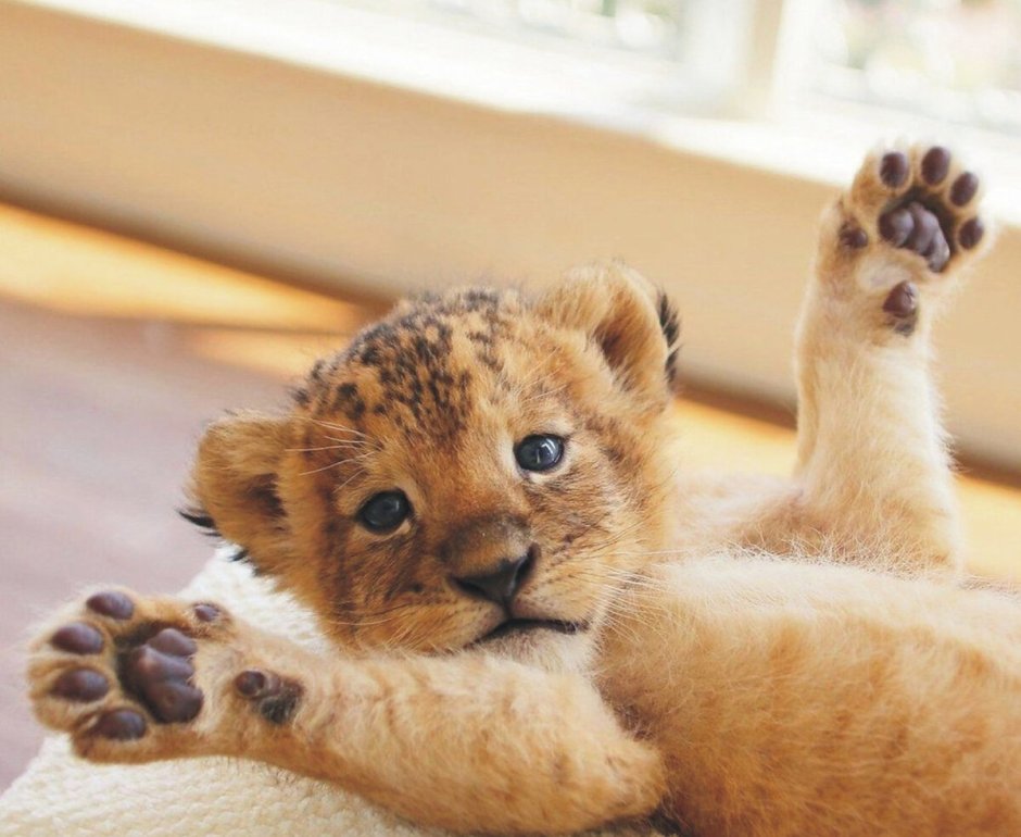 Маленький леопард маленький тигр и маленький Лев маленькая гиена