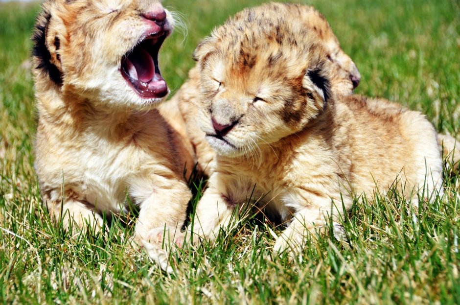 Маленький Львенок