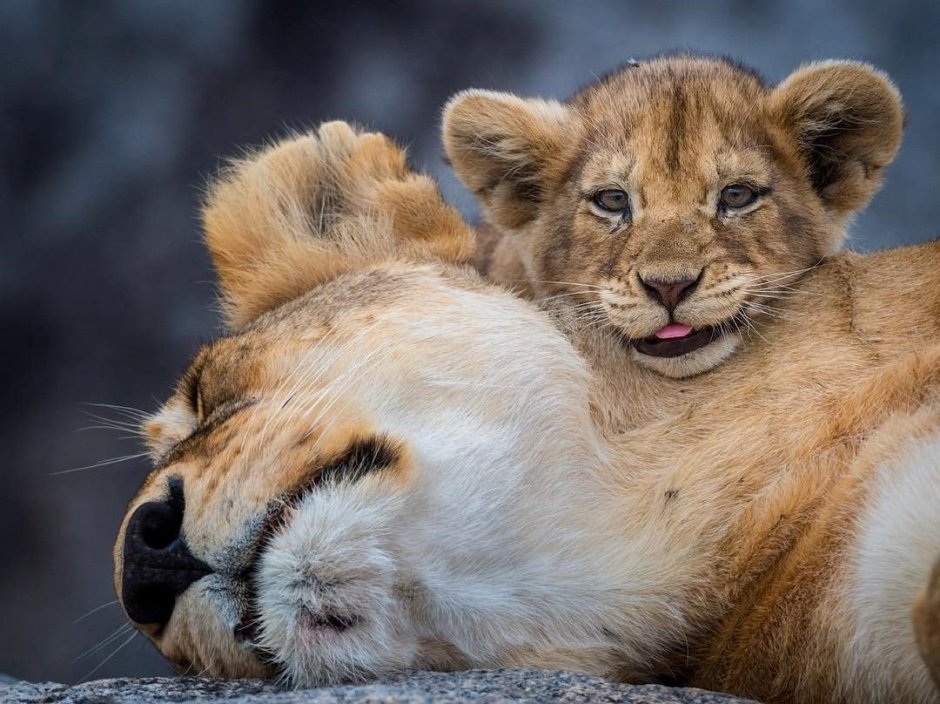 Львица защищает львенка