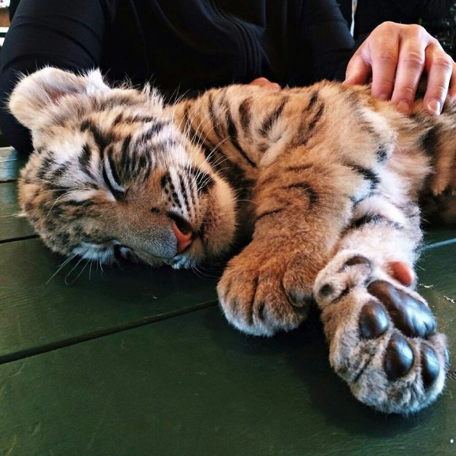 Родились тигрята в Крыму Тайган