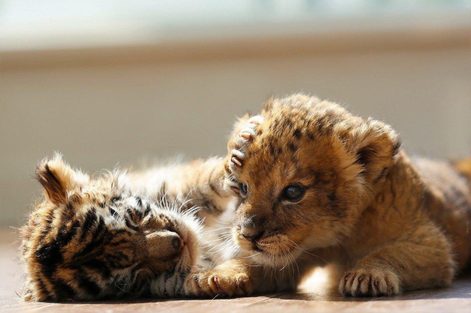 Оцелот альбинос