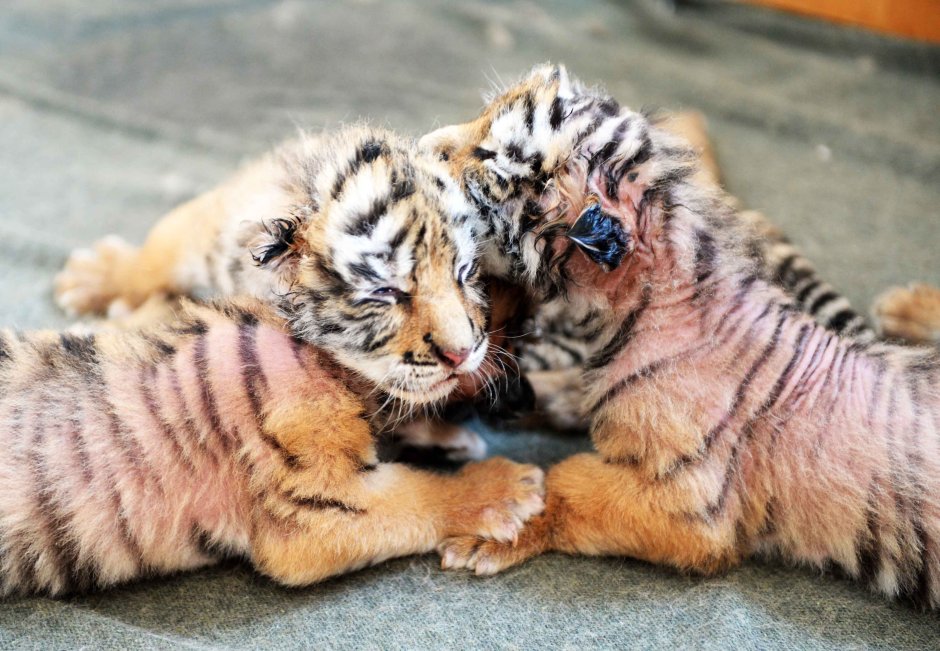 Тигренок в доме