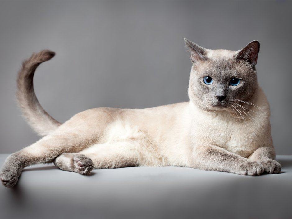 Тайская Сиамская кошка серая