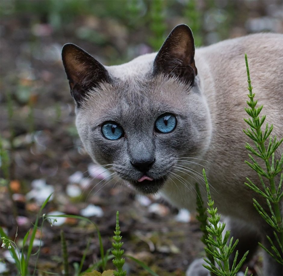 Тайская кошка Блю аоинт