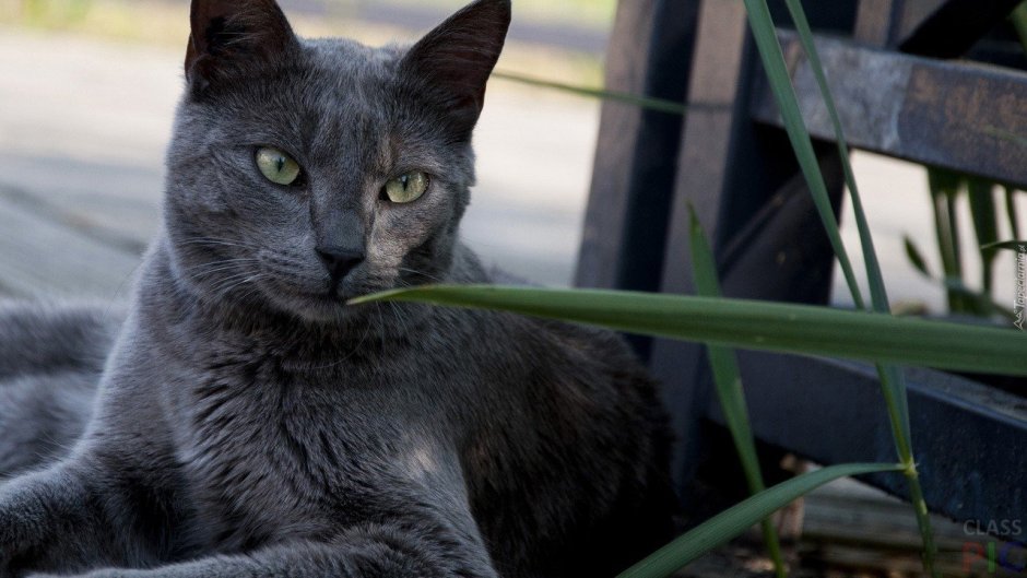Сиамский кот королевской породы