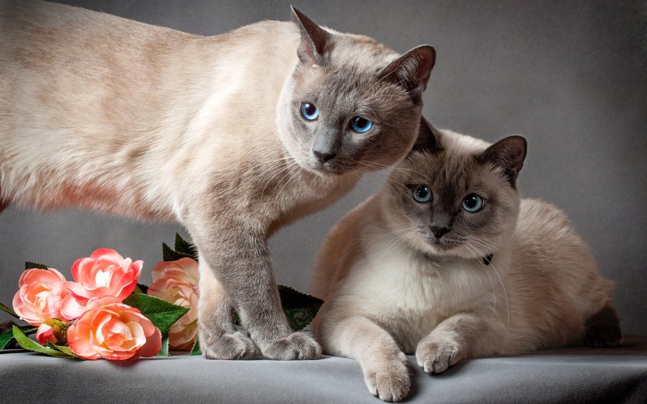 Сиамские котята