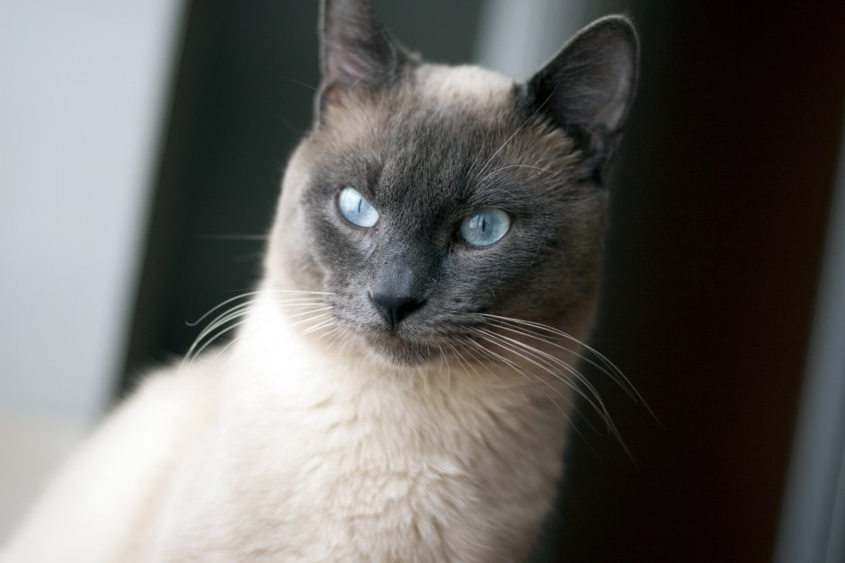 Сиамская кошка серая