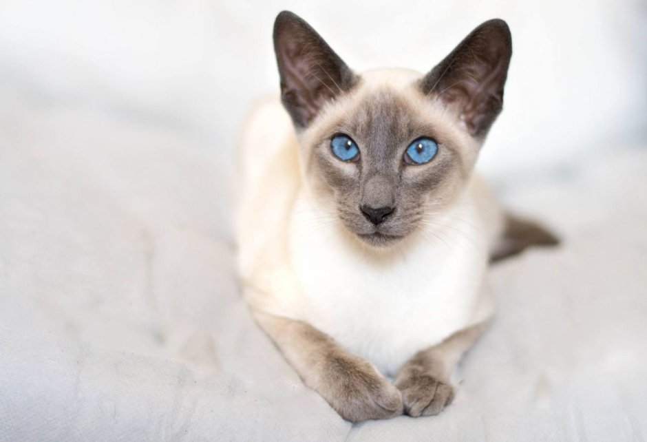 Сиамская кошка серая