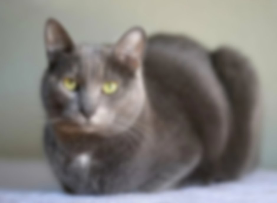 Тайская кошка котята