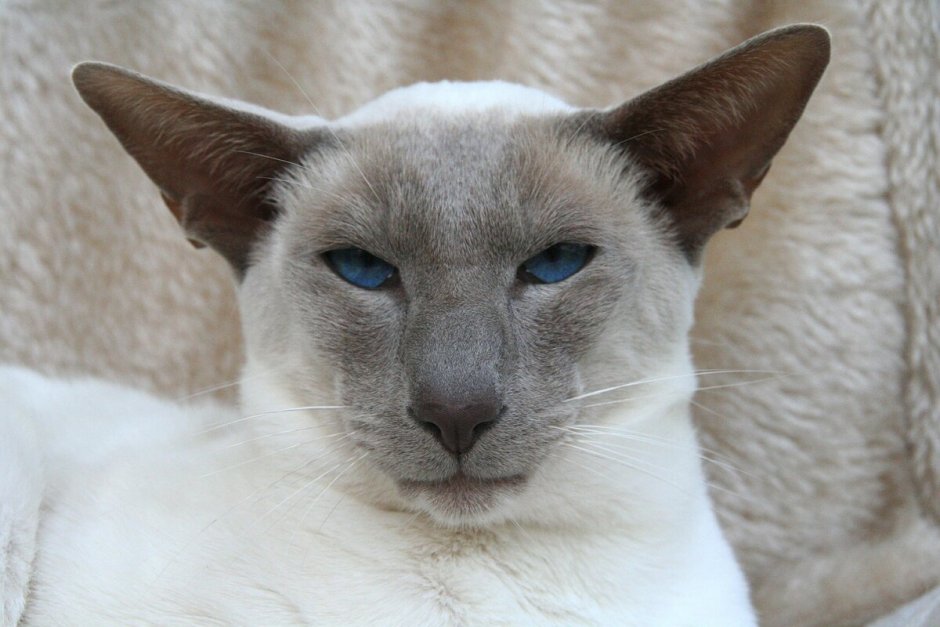 Сиамские тайские котята