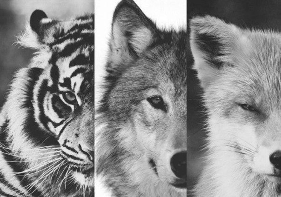 Белый тигр и волк