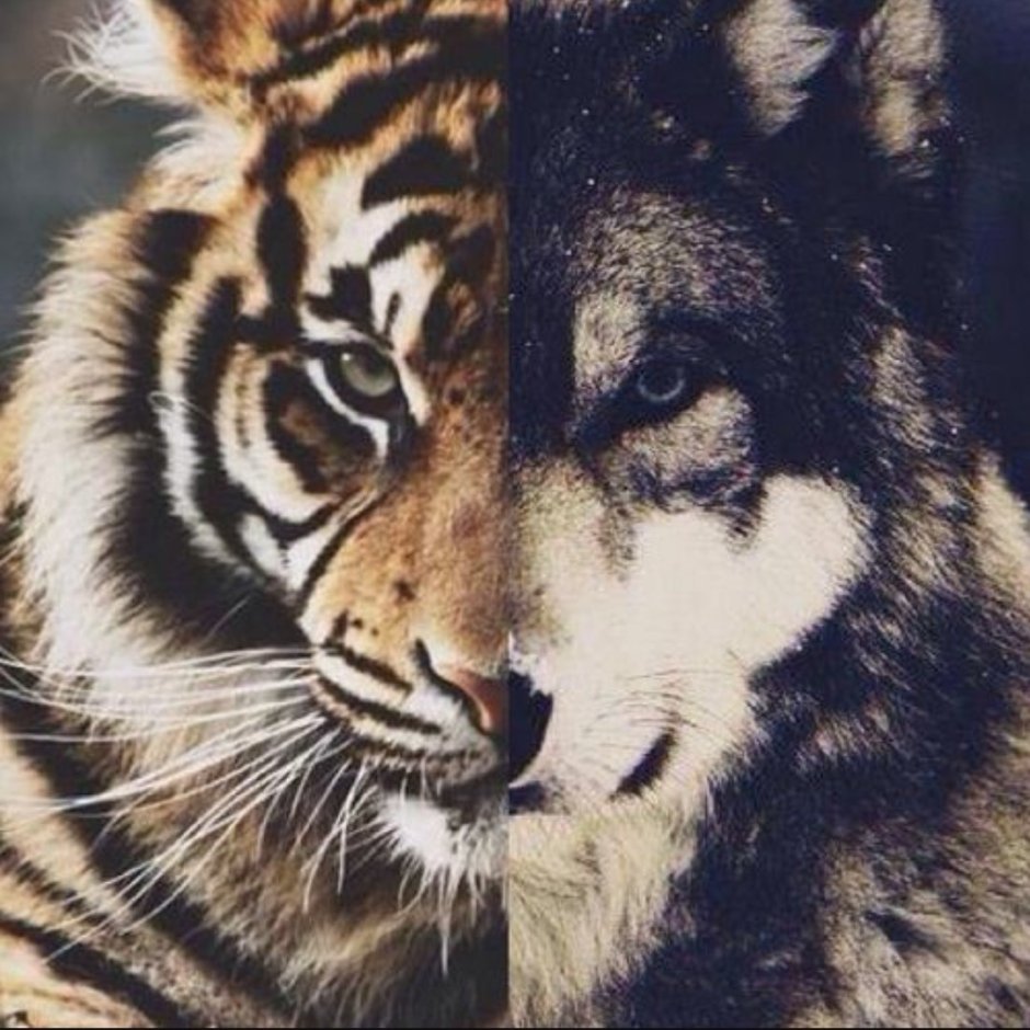 Волков и тигров