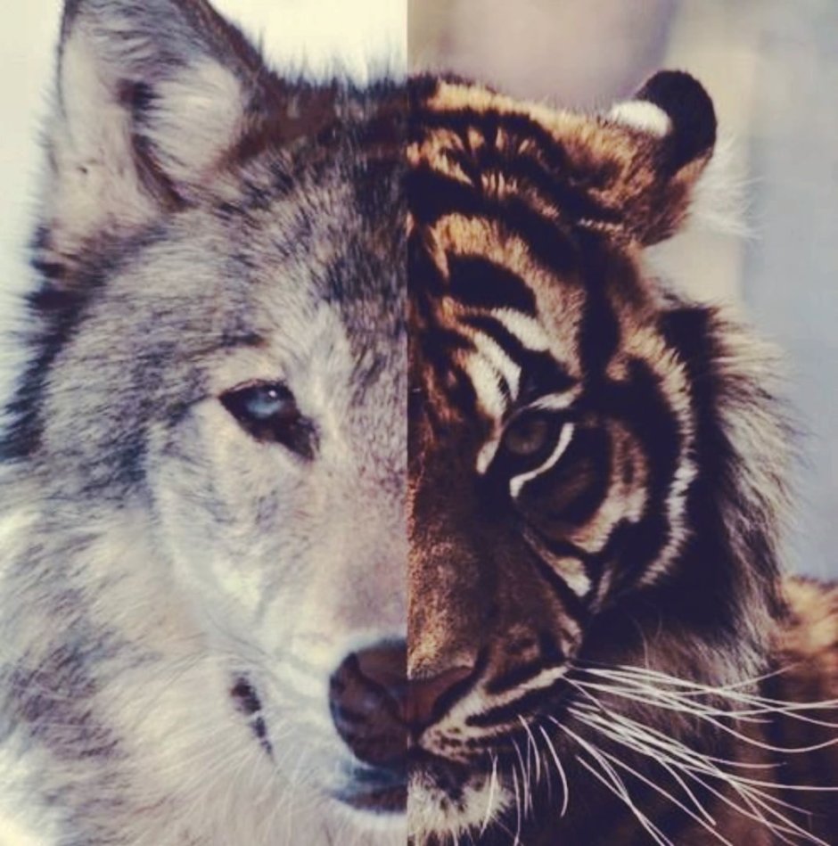 Тигра волк