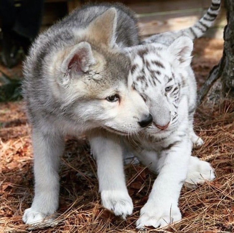 Волк и тигр