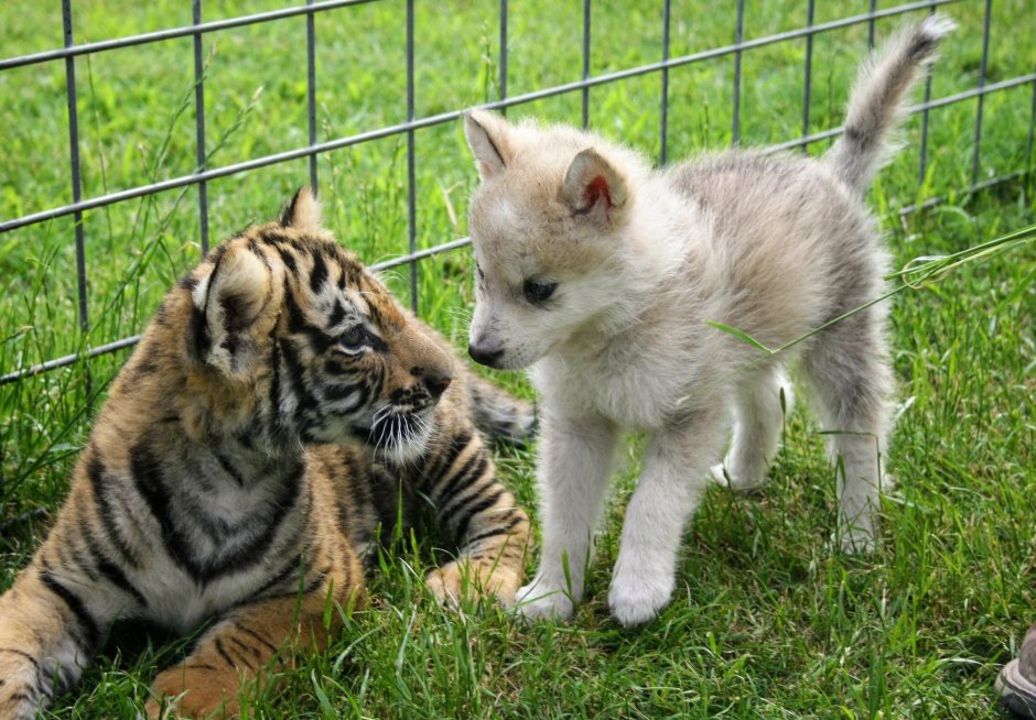 Тигр и Волчонок