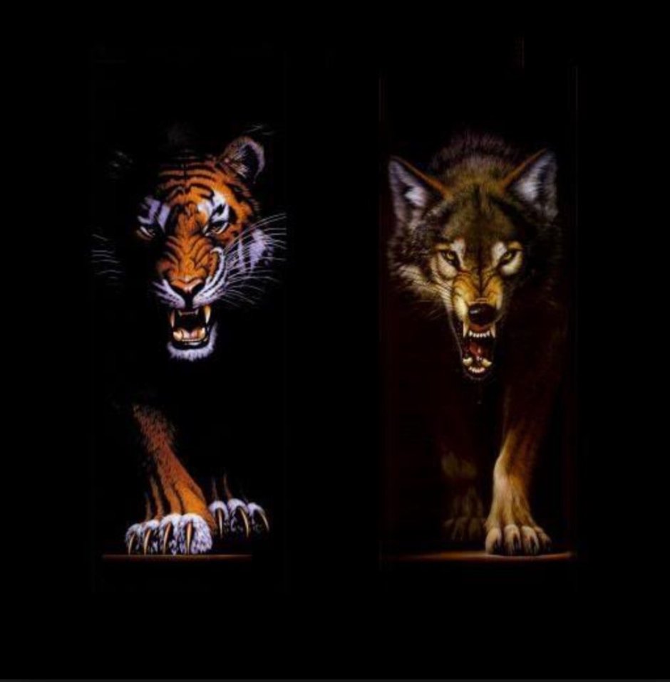 Волк и тигр