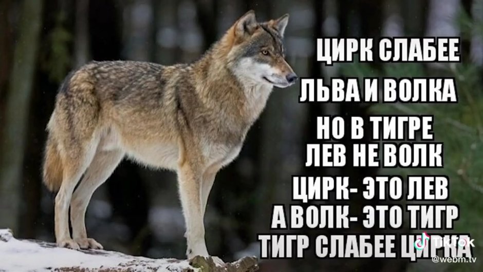 Цитата про волка и цирк