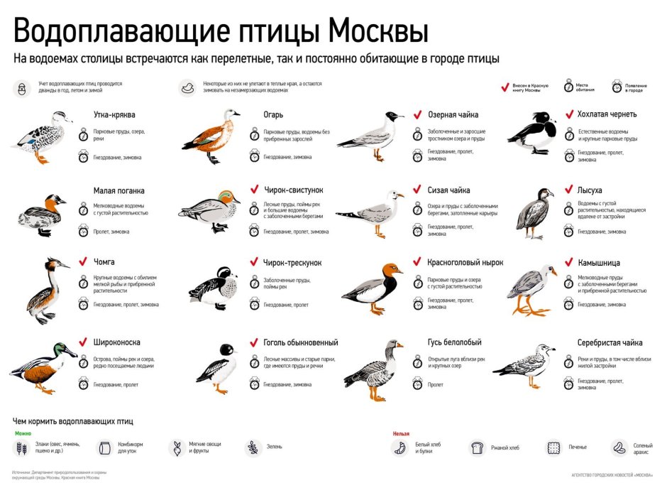 Водоплавающие птицы список названий