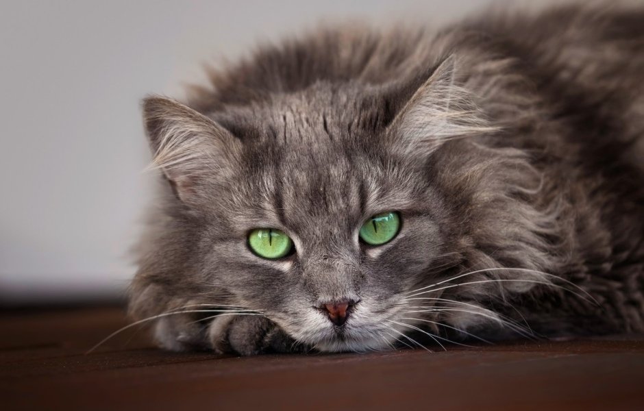 Сибирский кот серый