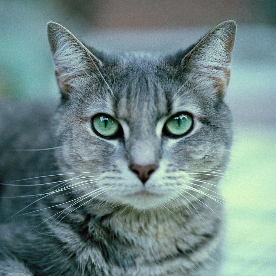 Анатолийская кошка серая
