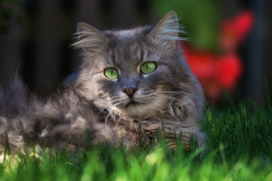 Кошка с зелеными глазами