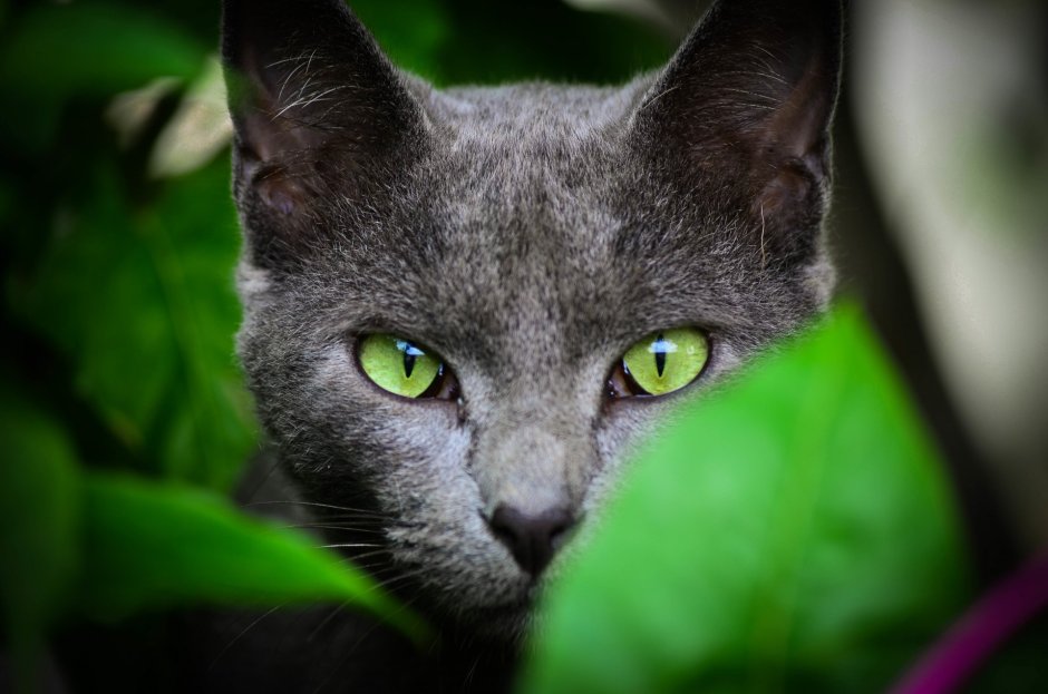 Кошки летом