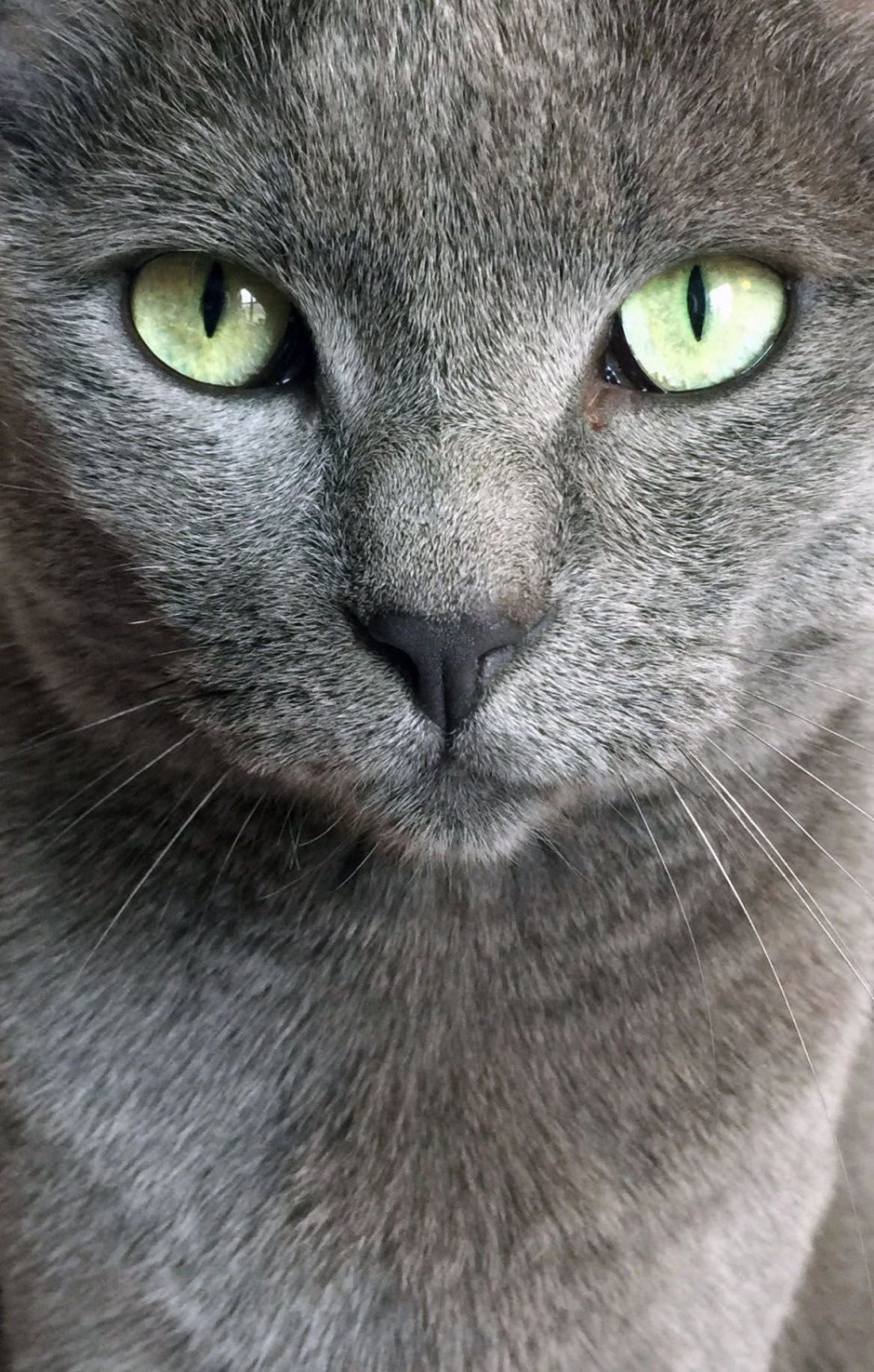 Кошка серая