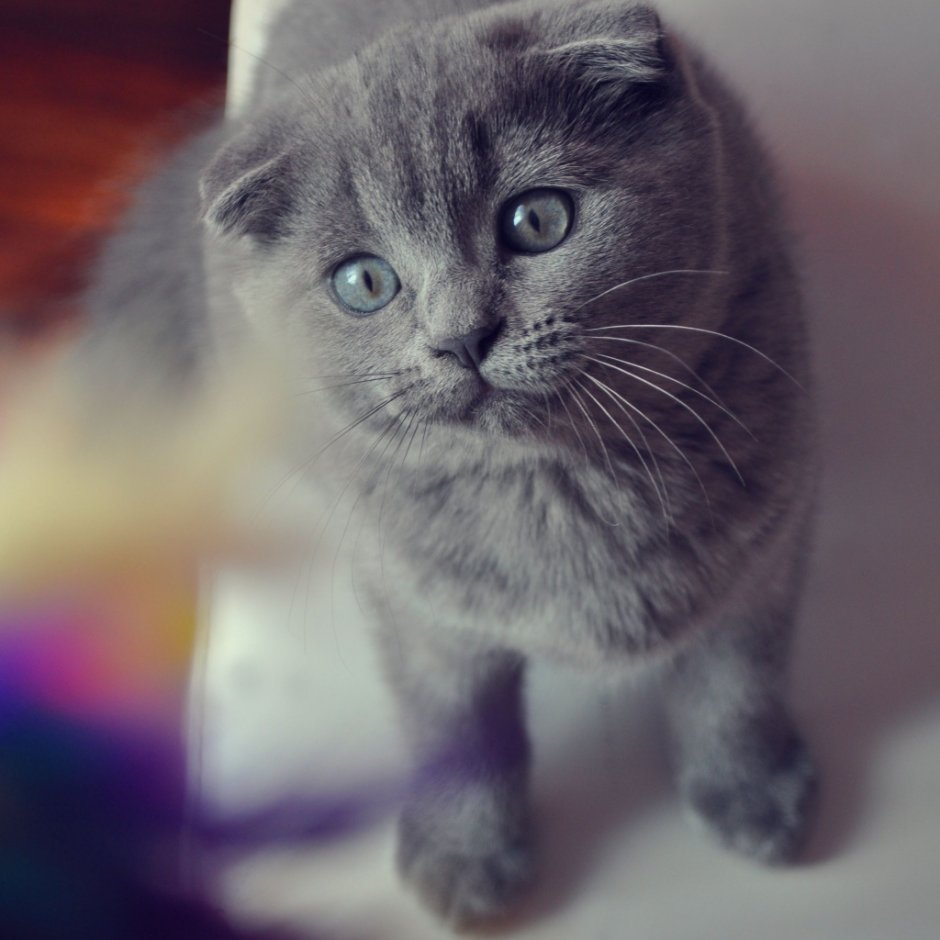 Сибирский голубая кошка короткошерстная