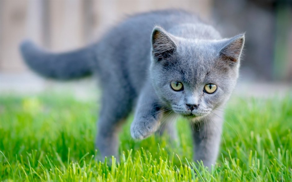 Кошка серая