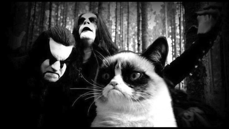 Abbath кот