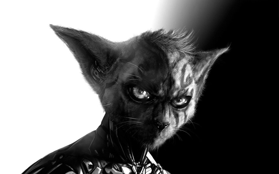 Страшный черный кот