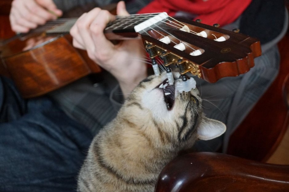 Кот с гитарой