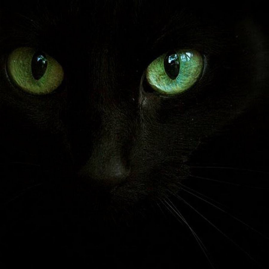 Черный кот с изумрудными глазами