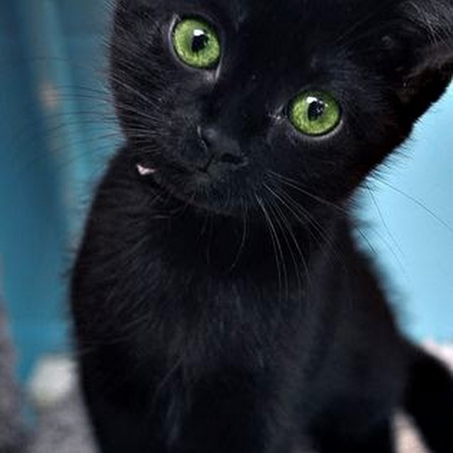 Чёрный кот с зелёными глазами порода