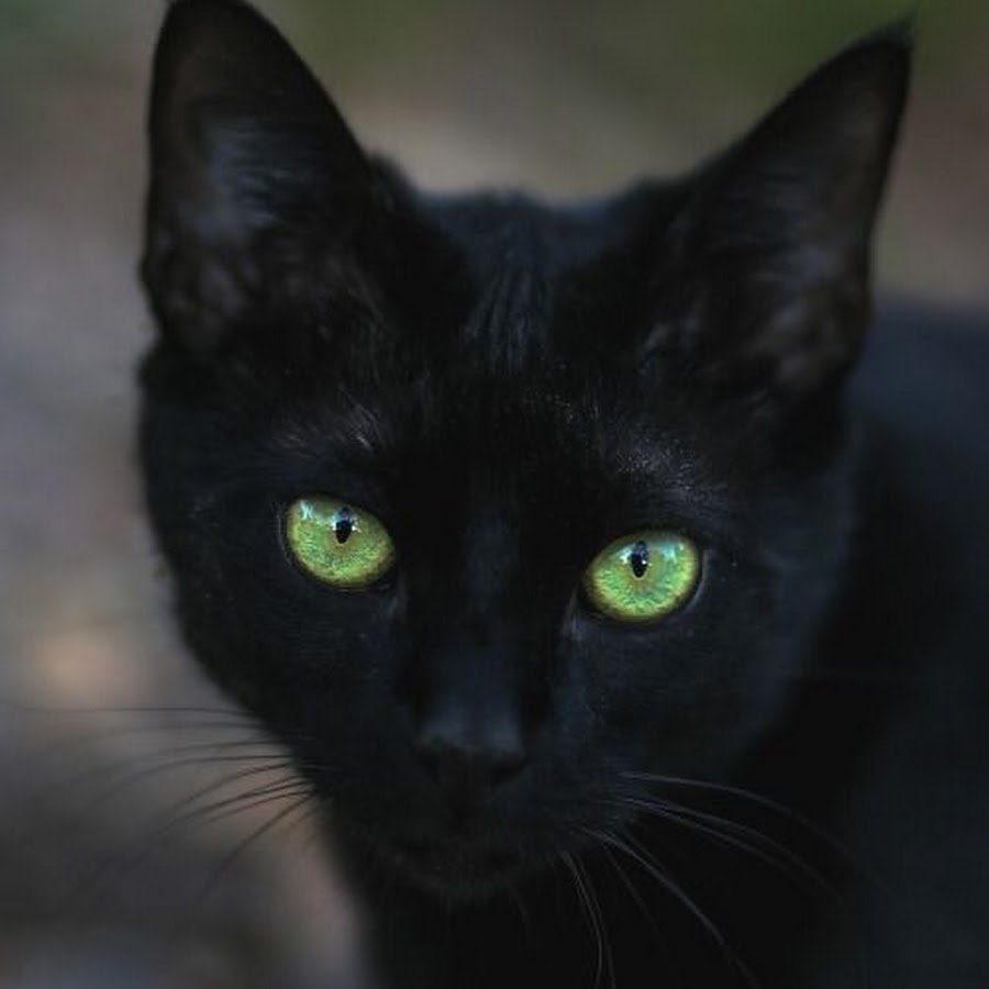 Бомбейская кошка с зелеными глазами