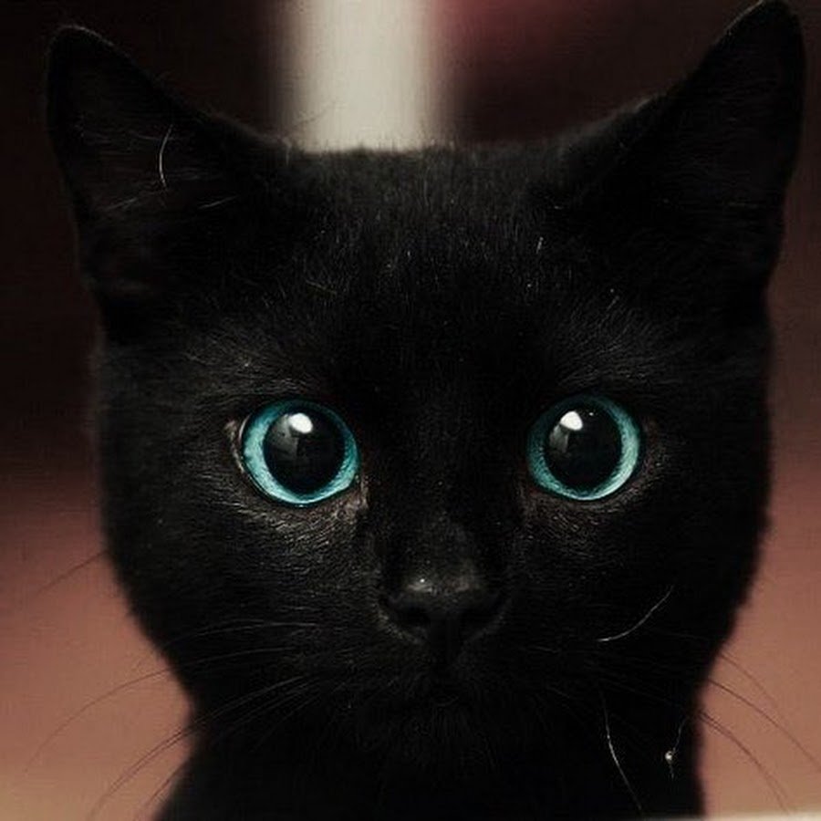 Черный кот с голубыми глазами