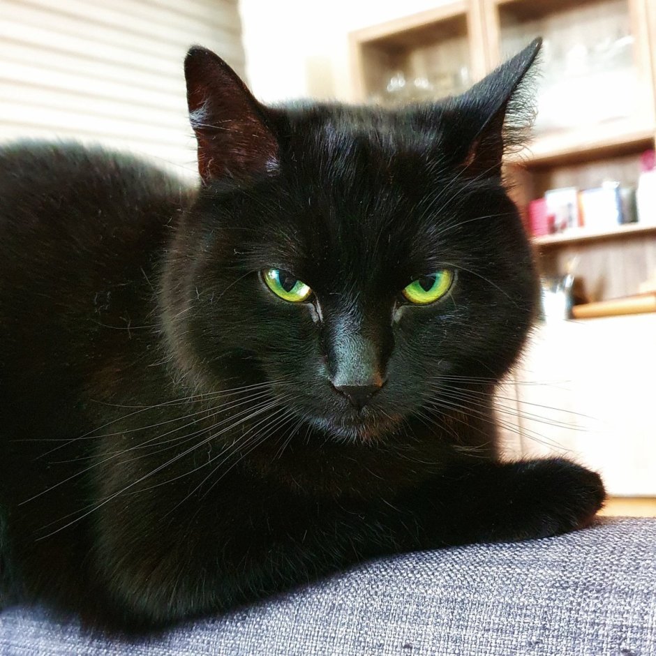 Черная кошка с зелеными глазами порода