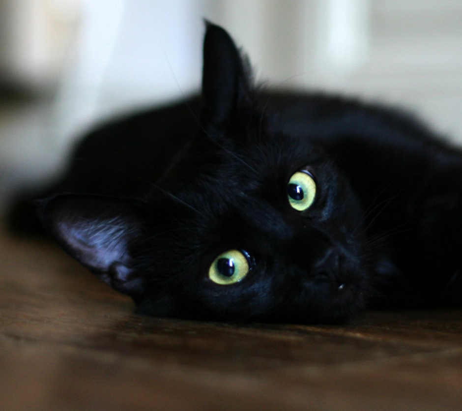 Чёрный кот